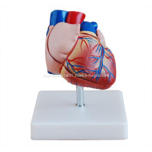 Life-Size Heart Model for Medical Teaching